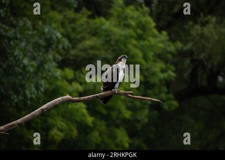 Balbuzard juvénile (Pandion haliaetus) perché sur une branche sous la pluie surplombant l'eau du lac Ontario, chassant des poissons Banque D'Images