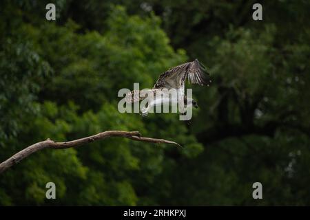 Oiseau balbuzard juvénile (Pandion haliaetus) décollant de sa branche à l'extérieur en Ontario, Canada Banque D'Images