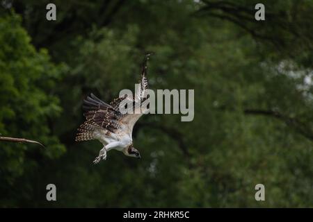 Oiseau balbuzard juvénile (Pandion haliaetus) décollant de sa branche à l'extérieur en Ontario, Canada Banque D'Images