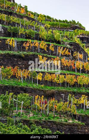 Ahr Valley vignobles de la région viticole en Allemagne avec de belles couleurs d'automne Banque D'Images