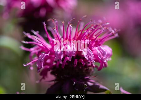 Un gros plan de baume d'abeille rose, bergamote, fleur de monarda, tiré à hauteur des yeux. Banque D'Images