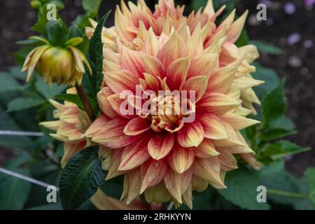 une fleur de dahlia de couleur pêche et rouge sur la plante dans le jardin. Banque D'Images