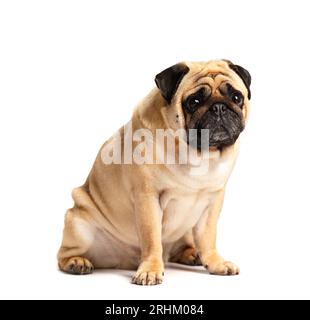 Pedigree Pug mignon chien amical drôle de race s'assoit et regarde avec intérêt et expressivité, isolé sur un fond blanc. Banque D'Images