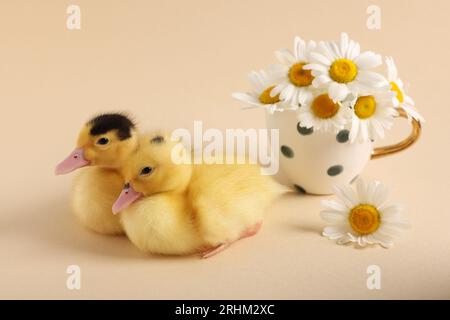 Bébés animaux. Canetons moelleux mignons près des fleurs sur fond beige Banque D'Images