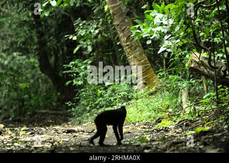 Un macaque à crête (Macaca nigra) se dessine sur fond lumineux alors qu'il est photographié en traversant une route dans la forêt de Tangkoko, Sulawesi du Nord, en Indonésie. Un rapport récent d'une équipe de scientifiques dirigée par Marine Joly a révélé que la température augmente dans la forêt de Tangkoko et que l'abondance globale des fruits a diminué. « Entre 2012 et 2020, les températures ont augmenté jusqu’à 0,2 degrés Celsius par an dans la forêt, et l’abondance globale des fruits a diminué de 1 pour cent par an », ont-ils écrit dans International Journal of Primatology en juillet 2023. 'Dans un avenir plus chaud, ils (primates) le feraient. Banque D'Images