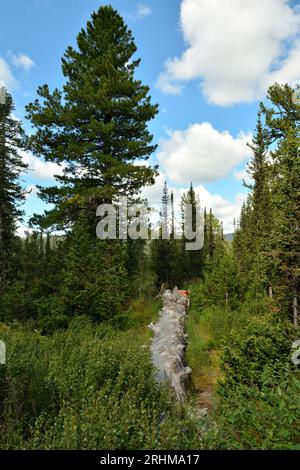 Une vieille souche pourrie entourée de grands cèdres dans la taïga de montagne par une journée ensoleillée d'été. Parc naturel Ergaki, région de Krasnoyarsk, Sibérie, Russie. Banque D'Images