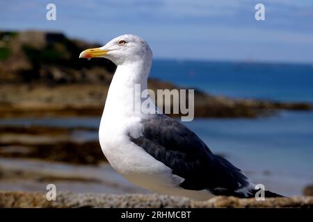 Seagull à St Malo France Banque D'Images