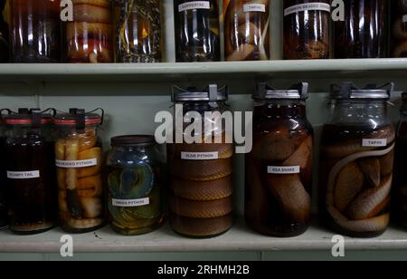 Shelves of preserved snakes in jars, Ayr Nature Display, Queensland, Australia. No PR Stock Photo