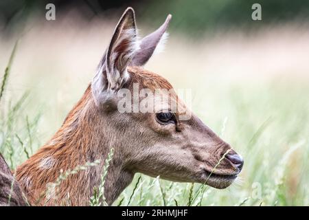 Faune Deer Fawn en allemand REH, Kitz ou Rehkitz Capreolus capreolus se rapprochent de la marche dans le gras. Banque D'Images