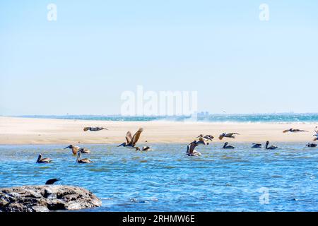 Un groupe de pélicans bruns flotte paisiblement sur les eaux peu profondes le long de la côte de Malibu. Banque D'Images