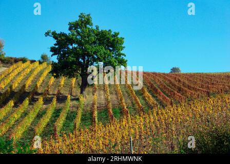 una vigna coi colori dell'autunno Banque D'Images