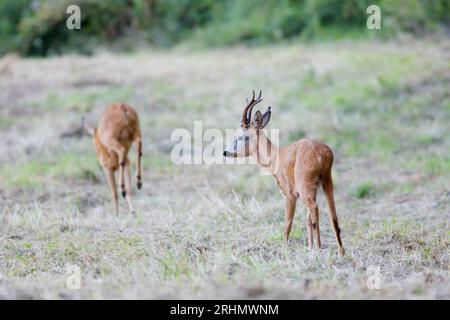Roe Buck (Capreolus capreolus) après une Roe Doe alors qu'elle fuit de lui pendant la saison d'ornières Banque D'Images