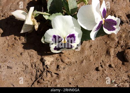 Toile de jardin (Viola ×wittrockiana) avec des couleurs blanches et violettes : (pix Sanjiv Shukla) Banque D'Images