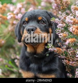 Chiot Rottweiler Banque D'Images