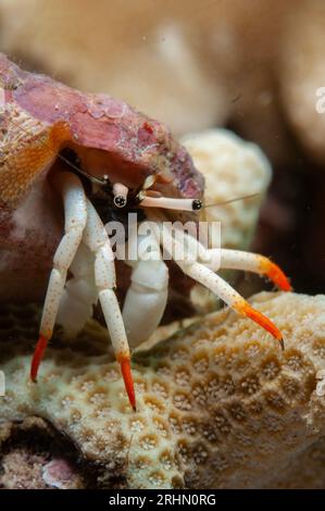 Petit Hermite blanc, Calcinus minutus, sur corail, site de plongée de Pantai Parigi, détroit de Lembeh, Sulawesi, Indonésie Banque D'Images