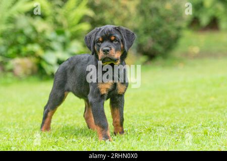 Chiot Rottweiler Banque D'Images