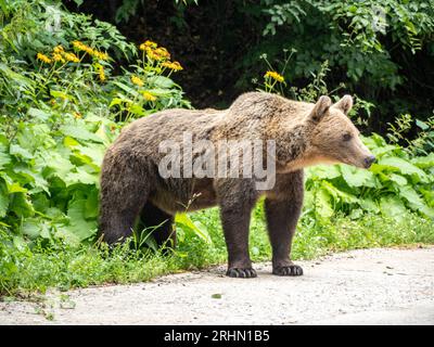 Ours brun sauvage dans les montagnes de Carparthe Banque D'Images