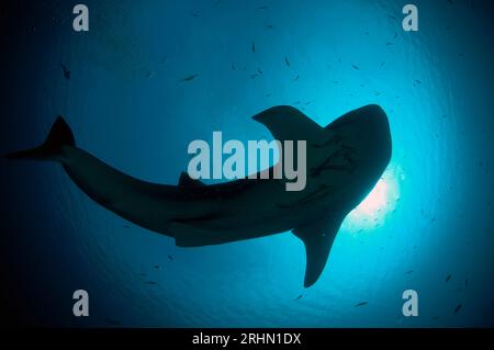 Requin baleine, Rhincodon typus, avec Sharksucker vivant, naucrates Echeneis, Cenderawasih Bay, Papouasie occidentale, Indonésie Banque D'Images