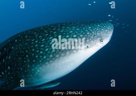 Requin baleine, Rhincodon typus, avec Sharksucker vivant, naucrates Echeneis, Cenderawasih Bay, Papouasie occidentale, Indonésie Banque D'Images