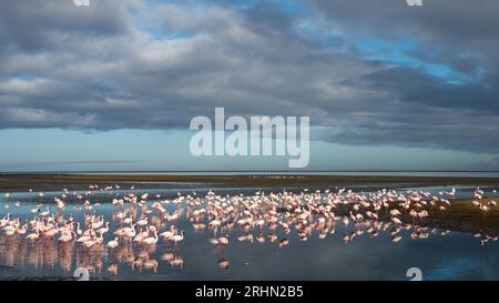 Flamingos roses debout dans l'eau d'un lagon se nourrissant à Walvis Bay Banque D'Images