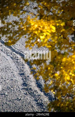 Foglie gialle in autunno nel Montefeltro Banque D'Images