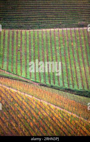 una vigna coi colori dell'autunno Banque D'Images