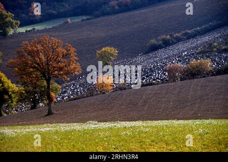 colline del Montefeltro nei caldi colori autunnali Banque D'Images