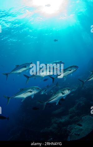 École de Bigeye Trevally, Caranx sexfasciatus, avec soleil en arrière-plan, site de plongée Crystal Rock, Gili Lawa Laut, au nord de l'île de Komodo, Komodo Nationa Banque D'Images