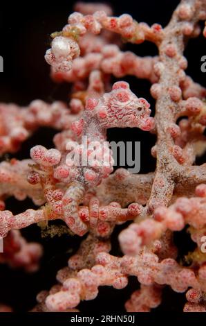 Pygmy Seahorse, Hippocampus bargibanti, sur Gorgonian Fan, Muricella sp, Nudi Retreat site de plongée, Lembeh Straits, Sulawesi, Indonésie Banque D'Images