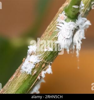 Rouge et récolte le miellat d'un Mealy Bugs sur une tige et une feuille de rose. Groupe de mouches farines (Icerya aegyptiaca). sur le dessous d'une feuille de rose Banque D'Images