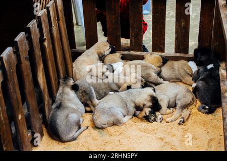 Chien de berger turc de race chiots Kangal comme chien de garde Banque D'Images