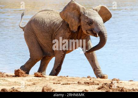 Éléphants dans le parc national d'addo, Afrique du Sud Banque D'Images