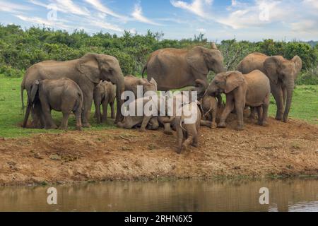 Éléphants au parc national d'Addo, Afrique du Sud Banque D'Images