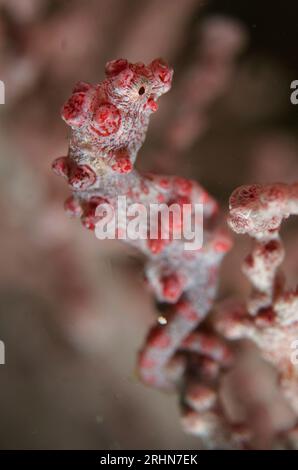 Pygmy Seahorse, Hippocampus bargibanti, camouflé sur Sea Fan, Alcyonacea Order, Matan Island site de plongée, Raja Ampat, Papouasie occidentale, Indonésie Banque D'Images