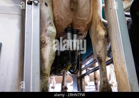 Ahaus, Allemagne. 16 août 2023. Robots INI dans l'étable - les agriculteurs comptent sur l'automatisation. La vache 'Linchen' est actuellement traire par un robot de traite. Rendez-vous de recherche KORR avec un agriculteur avec des robots de traite de la société Düsseldorf Gea. Crédit : Guido Kirchner/dpa/Alamy Live News Banque D'Images