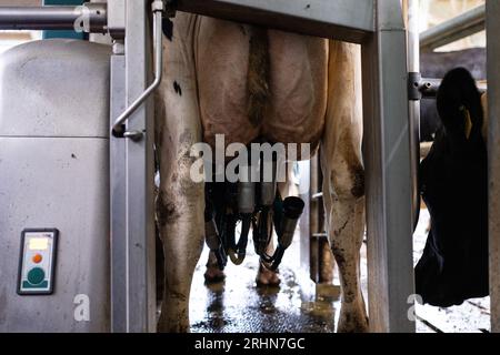 Ahaus, Allemagne. 16 août 2023. Robots INI dans l'étable - les agriculteurs comptent sur l'automatisation. La vache 'Linchen' est actuellement traire par un robot de traite. Rendez-vous de recherche KORR avec un agriculteur avec des robots de traite de la société Düsseldorf Gea. Crédit : Guido Kirchner/dpa/Alamy Live News Banque D'Images