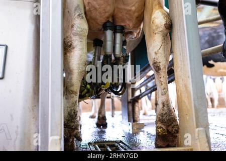 Ahaus, Allemagne. 16 août 2023. Robots INI dans l'étable - les agriculteurs comptent sur l'automatisation. La vache 'Linchen' est actuellement traire par un robot de traite. Rendez-vous de recherche KORR avec un agriculteur avec des robots de traite de la société Düsseldorf Gea. Crédit : Guido Kirchner/dpa/Alamy Live News Banque D'Images