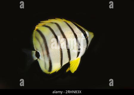 Poisson-butterfly à huit bandes, Chaetodon octofasciatus, plongée de nuit, site de plongée Wagmab, île Balbulol, Misool, Raja Ampat, Papouasie occidentale, Indonésie Banque D'Images