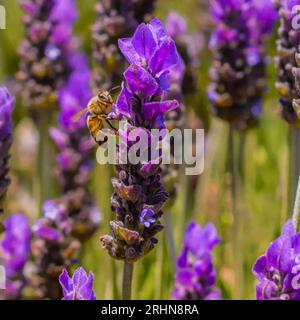 Close-up d'abeille pollinisant sur les fleurs Banque D'Images