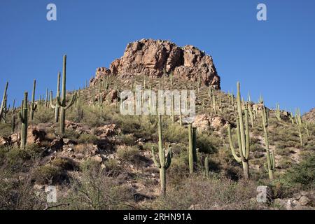 Forêt de cactus Saguaro sur le côté du paysage rocheux Banque D'Images