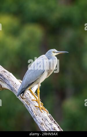 Un héron blanc, egretta novaehollandiae, perché sur un arbre. À Kennett River, sur la Great Ocean Road, en Australie. Banque D'Images