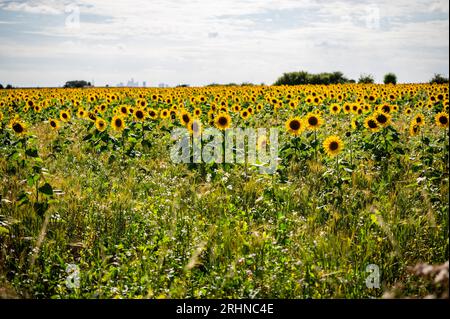 Champ de tournesol à Chigwell, près de Londres, Royaume-Uni Banque D'Images