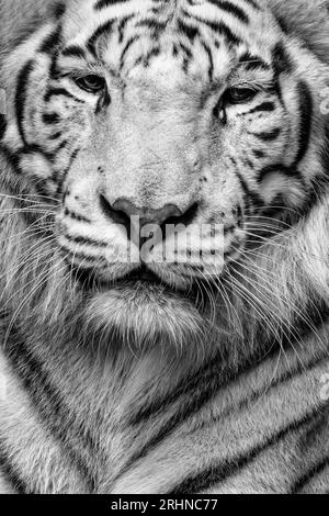 Un portrait de tigre blanc et noir (Panthera tigris tigris) Banque D'Images