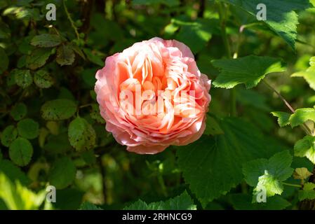 De belles roses fleurissent dans le jardin Banque D'Images