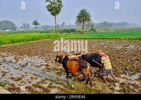 Inde, Bengale occidental, Murshidabad, travail dans les rizières, labourage Banque D'Images