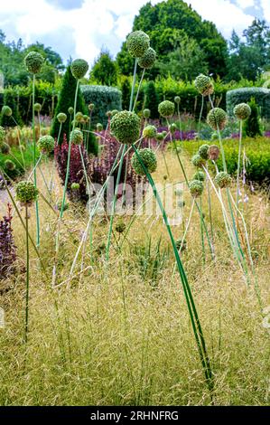 Les têtes de graines d'Allium parmi les graminées de semis, dans le jardin de campagne moderne, à RHS Hyde Hall. Banque D'Images