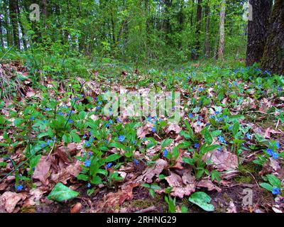 Fleurs de navelwort rampant bleu (Omphalodes verna) Banque D'Images