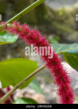 Inflorescence rouge d'une plante chenille, Acalypha hispida, dans la réserve archéologique de Cahal Pech à San Ignacio, Belize. Banque D'Images