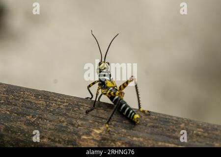 Un jeune Grasshopper géant à ailes rouges, Tropidacris cristata, sur le terrain des ruines de Cahal Pech à San Ignacio, Belize. Banque D'Images