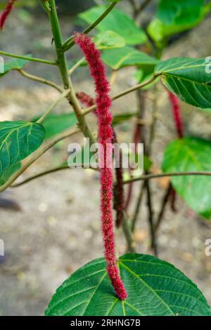 Inflorescence rouge d'une plante chenille, Acalypha hispida, dans la réserve archéologique de Cahal Pech à San Ignacio, Belize. Banque D'Images